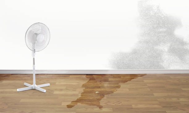 Best Flood restoration services  in Friona, TX